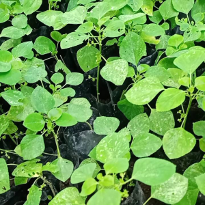 มิตร เครื่องสำอาง ต้นตำแยแมวพร้อมปลูกขยายพันธุ์ 1 ชุด 3 ต้น ถุงดำ ต้นตำแย