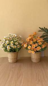 ดอกเดซี่ ดอกเดซี่ำร้อมกระถาง ดอกไม้ตกแต่งบ้าน ตกแต่งร้านกาแฟ ของตกแต่ง