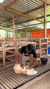 ORIGINAL BaoRun P7 Alat Cukur Bulu Hewan Elektrik Domba Anjing Kucing Kambing Binatang Bulu Tebal Tipis