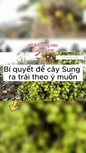 Chế phẩm H1 kích quả sung và các cây thân gỗ Phân Bón Hữu Cơ Cho Cây Thân Gỗ Cải Thiện Năng Suất Cây Trồng - Lazada