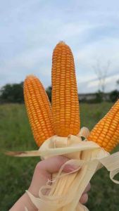 ข้าวโพดสัตว์ (แบบฝัก) คละไซด์  สำหรับสัตว์ฟันแทะ