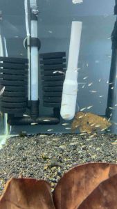Least Rasbora/Boraras Urop/Ornamental Fish/Aquatic Fish