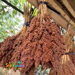 [TERLARIS] BIJI/BENIH TANAMAN SORGUM MERAH BIOGUMA