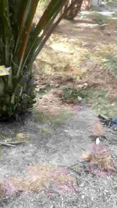 DODOS KING MALAYA ORIGINAL IMP