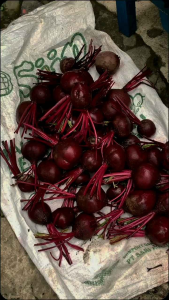 Buah Bit Segar 1kg - Langsung dari kebun
