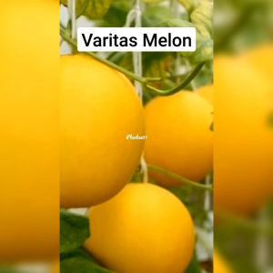 BIJI BENIH TANAMAN MELON MADU DAGING ORANGE (REPACK)