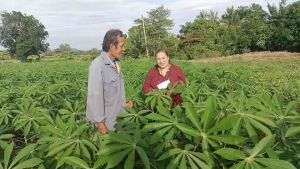 นาย่าแอตโต้ ช่วยลดต้นทุน เพิ่มผลผลิต