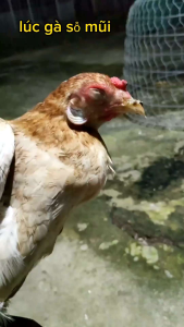 GÀ BỊ KHÒ KHÈ SỔ MŨI SƯNG MẮT PHÙ ĐẦU