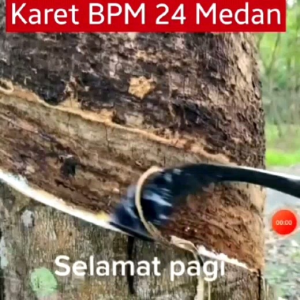 Bibit Karet Unggul BPM-24 umur 3-6 bulan