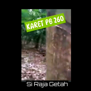 Bibit Karet Unggul PB 260 umur 3-6 bulan