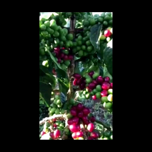 Biji Bibit Kopi Arabika Sigararutang 500gr