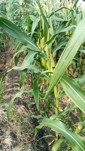 BENIH JAGUNG MANIS SUPER UNGGULAN 1KG