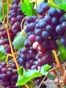 Bibit Anggur Import Jupiter Grafting Valid Murah Berkualitas