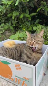 Multifunctional Cat Scratcher House – Cardboard Box with Corrugated Base Scratch Toy & Cozy Bed