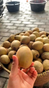 (PROMO) SAWO MANILA MANIS LEGIT / 2KG (COD