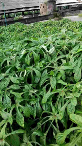 BIBIT TANAMAN PAKAN TERNAK TELO PAPUA