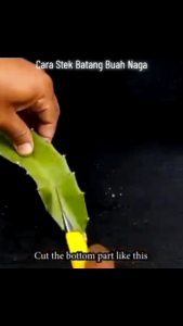 Stek Bibit Buah Naga Merah Pohon Buah Naga Merah Benih Buah Naga Merah Kualitas Super