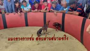 ไข่เชื้อไก่ชน ลูกพายุ โกวเซ้มฟาร์ม แข้งหน้าธรรมชาติ แผลคอ แผลตา คัดพิเศษ รับประกันเชื้อ ส่งด่วนทั่วประเทศ