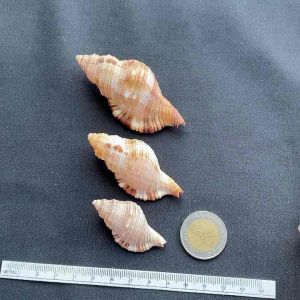 brown snail shell เปลือกหอยทากสีน้ำตาล mao luo