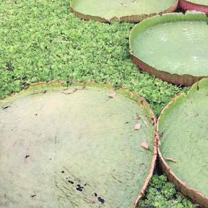 เมล็ดบัวกระด้ง เมล็ดบัววิกตอเรีย เมล็ดบัวยักษ์ เมล็ดบัวใหญ่ (บัวVICTORIA) 2 เมตร นน.1กรัม (40 เมล็ด) พร้อมคู่มือ เมื่อ บริการการสินค้าคลิกที่นี่