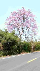 ต้นเสลา ดอกสีสวย ไม้ยืนต้น ต้นสูง 60-80cm