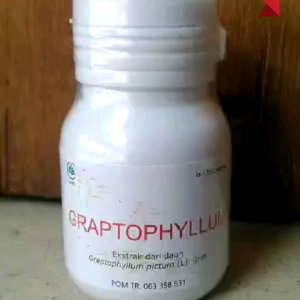 Graptophyllum (Obat Herbal) untuk Wasir & Ambeyen
