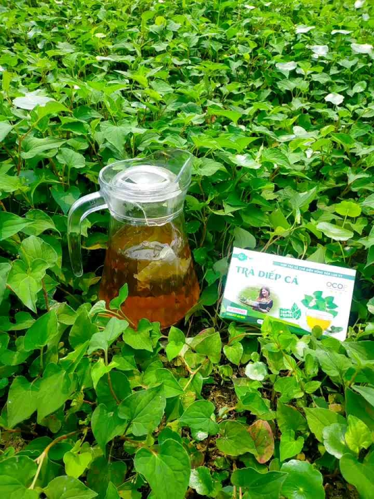 Trà diếp cá túi lọc