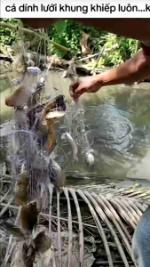 Lưới bắt cá 3 màn cao 120cm dài 100 mét.Lưới Thái Lan siêu dính cá Lưới Đánh Bắt Thủy Sản 100 Mét Lưới Gillnet Cho Ngư Dân Lưới Bắt Cá Chất Liệu Bền - Lazada