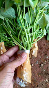 Bibit Ubi Madu Cilembu Asli Siap Tanam (Paket 10 bibit)