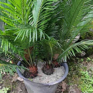 Bareroot Cycas Revoluta