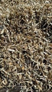 Ikan Asin Teri Tawar Kering Garing & Renyah 1kg