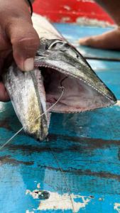 ชุดเบ็ดตกเหยื่อสดสลิงPioneer7x7 Byคนบ้า-ตกปลา