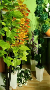 Bunga Sudut Ruangan Bonsai Bulat: Aksesoris Taman Interior