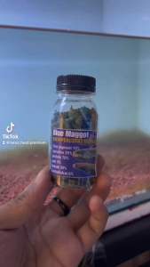 Super maggot 20gram | maggot kering red yellow blue | pakan ikan predator | pakan ikan channa