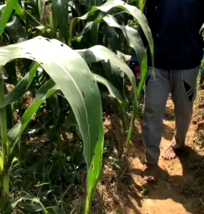 BIJI | BENIH JAGUNG MANIS HAWAII (REPACK)