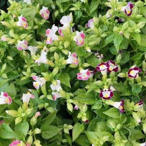 ต้นแววมยุรา#ดอกมี 2 สีให้เลือก#ถุงชำ