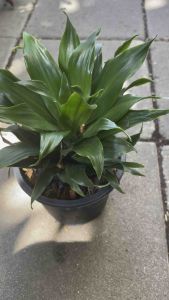 ต้นวาสนา ไซส์ กระถาง6-8นิ้ว ต้นสวยๆตามรูป ไม้มงคลความหมายดี