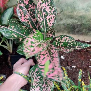 ต้นรับเงินรับทอง ไม้มงคล ปลูกในร่มใบด่างสีสวย กระถาง6"