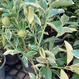 ต้นส้มจี๊ดด่าง กระถาง5-6" รากเดินดี ต้นแข็งแรง