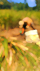 Akar Alang-alang Segar Asli Original Fresh 500gr