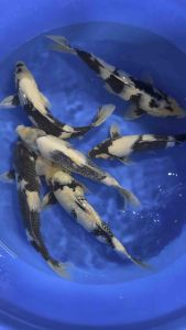 Japan Shiro Utsuri 35cm from Omosako Farm RM1180 per koi + shipping RM60