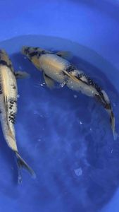 🇯🇵 Japan Shiro Utsuri 45-50cm from Omosako Farm offer RM1388 per koi + shipping RM60