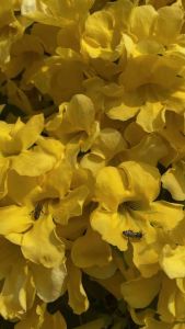 เหลืองชัชวาล ไม้เลื้อย ทนแดด เลี้ยงง่าย ดอกสวย จัดส่งทั้งถุง