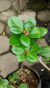 Ficus microcarpa Green Island -  - Pokok Fikus Pulau Hijau - ग्रीन आइलैंड फिकस Green Island Ficus – Compact Foliage Bonsai Potential Easy Maintenance Glossy Leaves Indoor & Outdoor LIVE PLANT