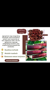Benih Jagung Pulut ungu/ketan ungu