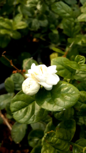 มะลิญี่ปุุ่น กระถาง 11 นิ้ว ต้นสวยและแข็งแรง(กทม)