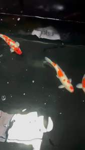 JAPAN KOI LOCAL BREED 14-16” HIGH GRADE TANCHO & TANCHO SANKE