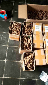 Jahe Emprit Segar 1 Kg Murah & Super Pedas