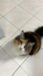 ROGAN & STANLEY 200 MILLIONS PROBIOTIC NUTRITION FOOD 1.2kg pet pets dog cat food dry vitamin supplement mix whole food