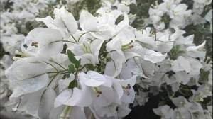 三角梅白雪公主植物花苗Anak Pokok Bunga Kertas( Salju Putih)/Plant Flowers Seedlings Bougainvillea (Snow Withe)